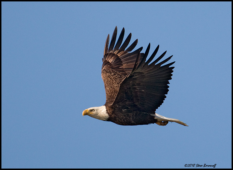 _0SB8994 american bald eagle.jpg
